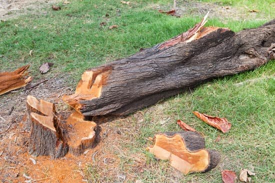 A freshly cut tree stump with pale wood shavings scattered on the grass beside the felled trunk.
