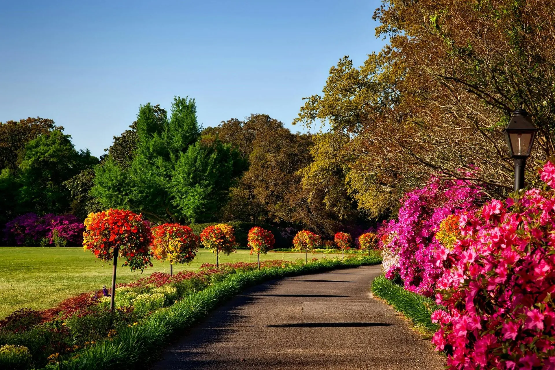 garden path lined with pink flowering shrubs