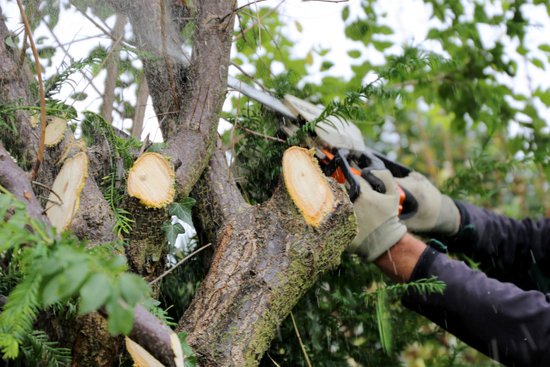 A pair of gloved hands uses a handsaw to cut through a tree branch, with fresh pale cut ends visible nearby.