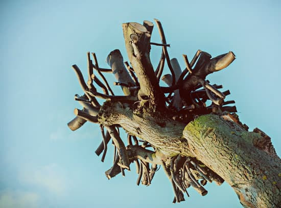 gnarled pollarded tree crown against sky