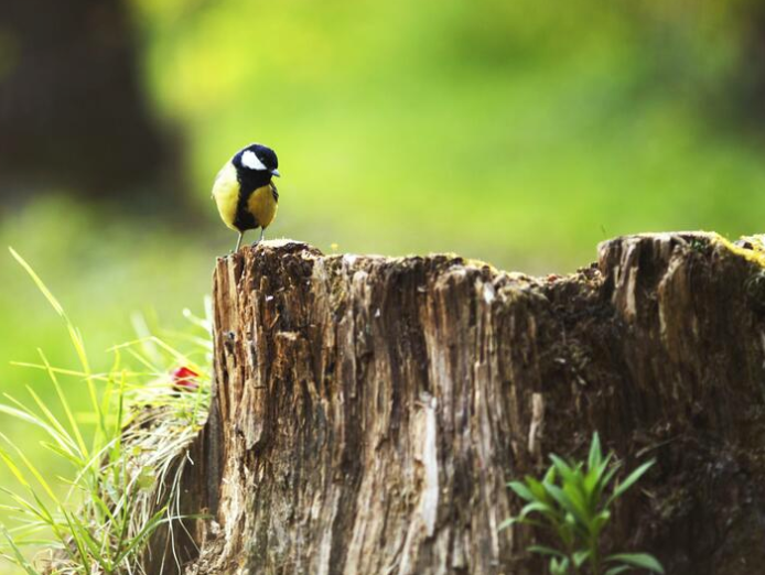 A small yellow and black great tit bird perched on top of a weathered tree stump.