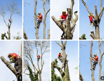 An eight-photo grid showing tree surgeons in red and yellow gear climbing and pruning bare trees against a blue sky.