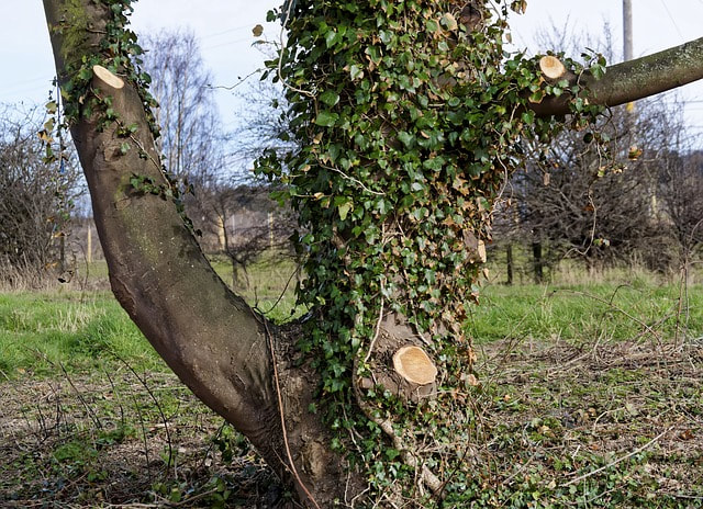 A thick tree trunk covered in climbing ivy shows several clean pale pruning cuts where branches have been removed.