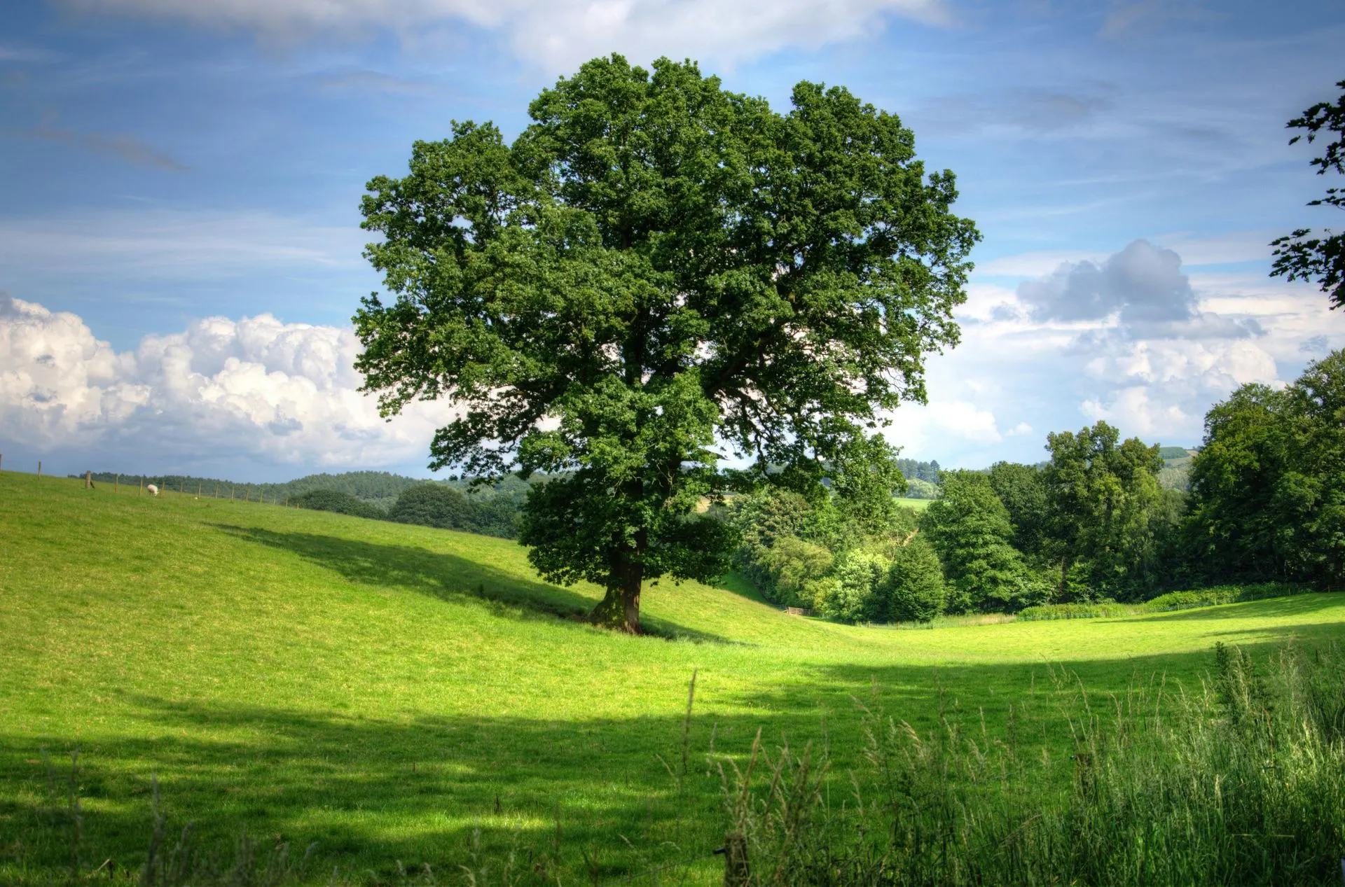 large oak tree in field