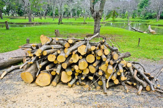 A large pile of freshly cut logs and branches stacked on grass beside a pond in a park.