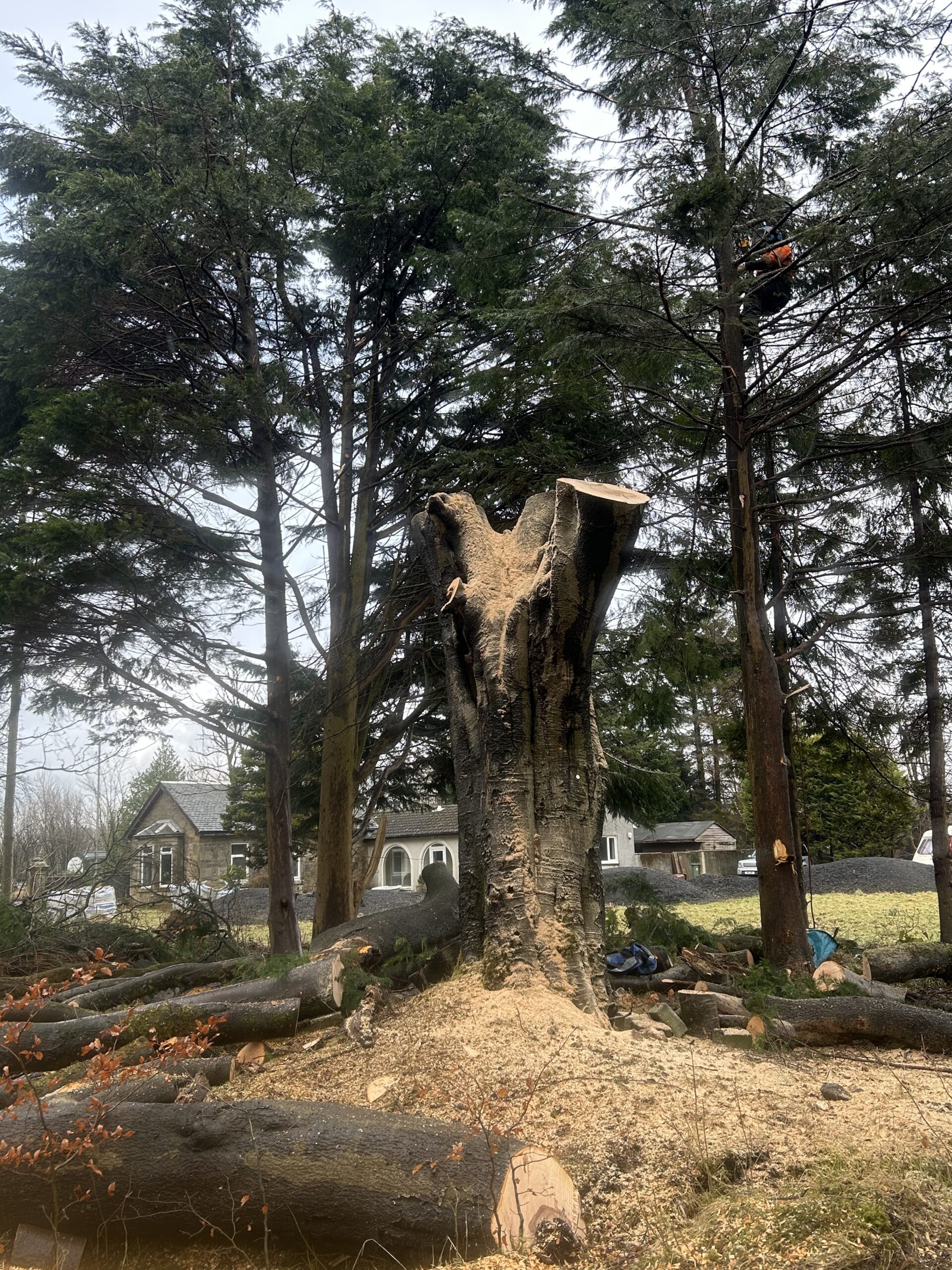 Large tree trunk sectionally dismantled with a climber working.