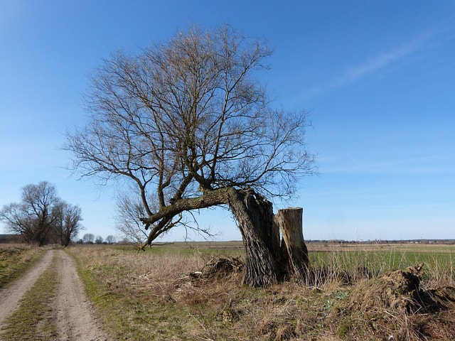 A bare, leaning tree stands next to a freshly cut stump beside a dirt track running through open farmland.