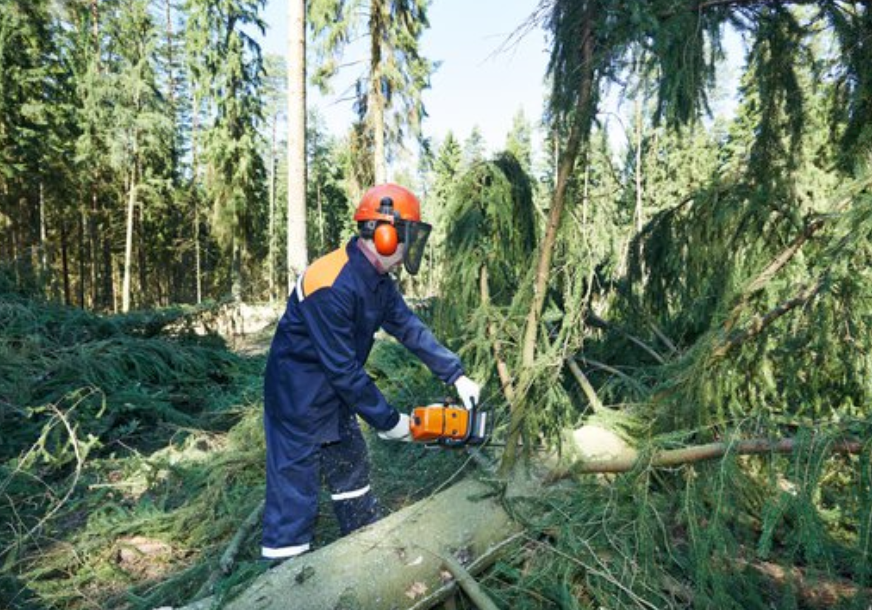 A worker in a helmet, visor, and protective coveralls uses a chainsaw to cut through a fallen tree trunk in a forest.