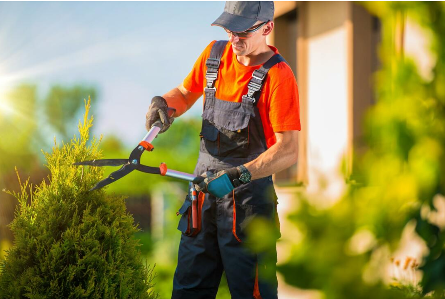 A man in an orange top and grey overalls uses long-handled shears to trim a conifer hedge.