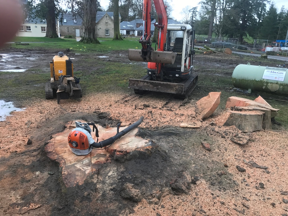 mini excavator leaf blower on cut tree stump