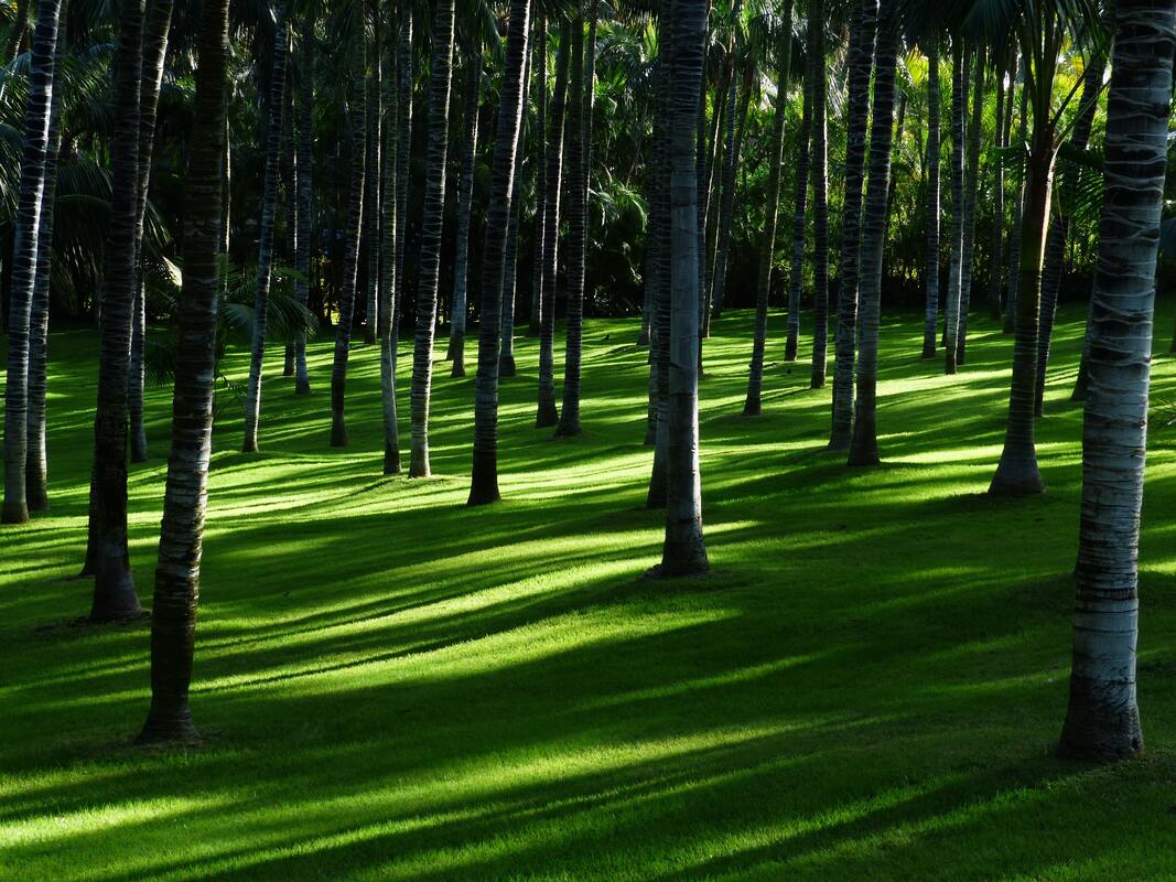 Rows of tall palm trees with pale striped trunks casting long shadows across a green lawn.