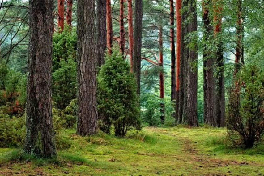 A path through a pine forest with tall red-barked trunks and green moss covering the ground.