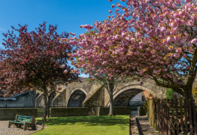 Pink blossom trees in a park with a park bench in front of an old stone arched bridge.