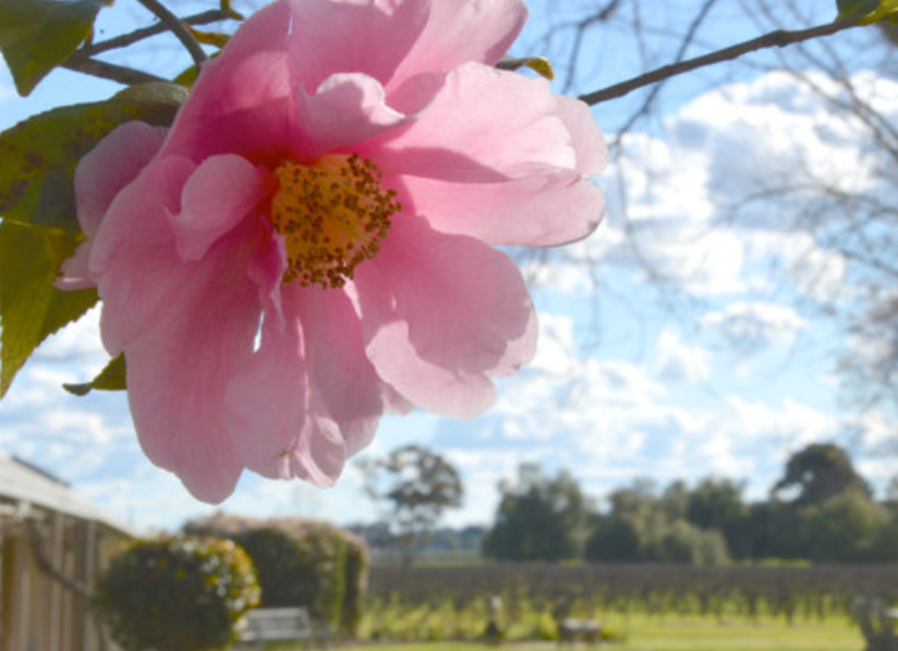 A large pink blossom in close-up with a sunny vineyard and countryside landscape blurred in the background.