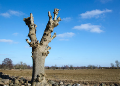 A severely pollarded tree with bare cut branches standing beside a stone wall next to an open farm field under a blue sky.