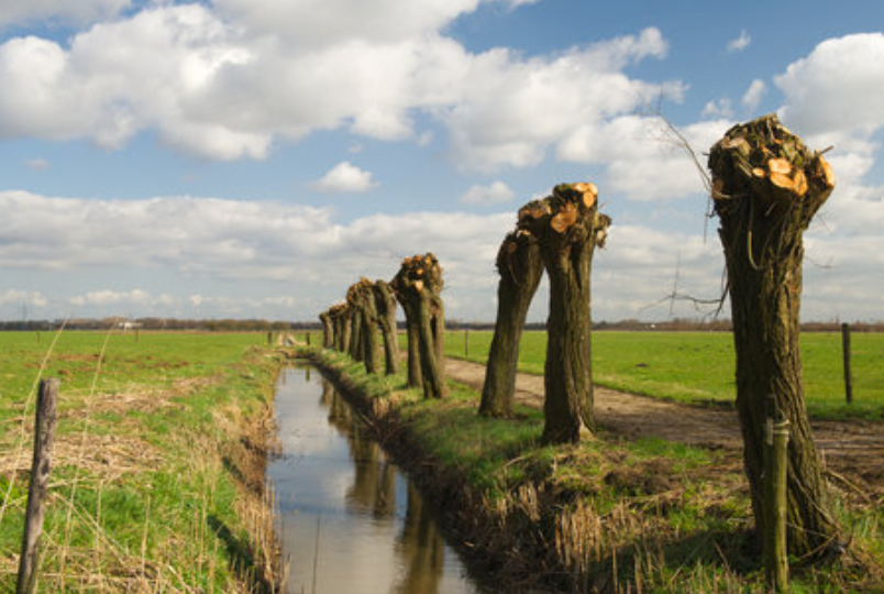 A row of pollarded willow trees with cut stumpy tops lines a narrow ditch through green fields.