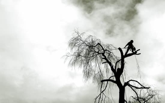 The silhouette of a tree surgeon perched at the top of a bare, wind-swept tree against a cloudy sky.
