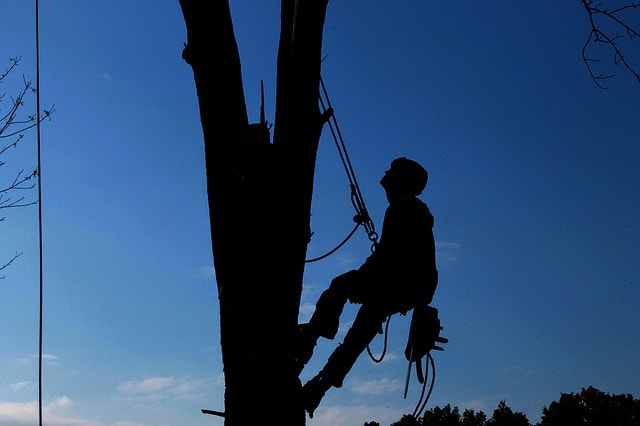 A silhouette of a tree surgeon sitting in a climbing harness roped into a tree against a deep blue evening sky.