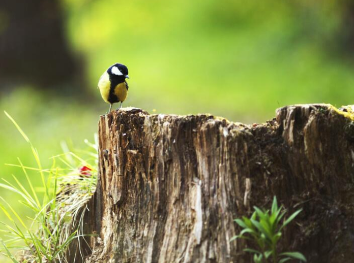 A small black and yellow bird perched on top of a weathered tree stump surrounded by grass.