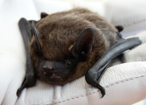 A small brown bat with folded wings resting in a gloved hand.