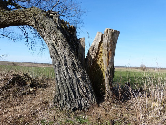 split dead tree trunk weathered bark