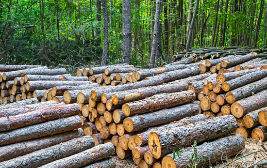 Rows of freshly cut pine logs stacked in a forest clearing surrounded by trees.