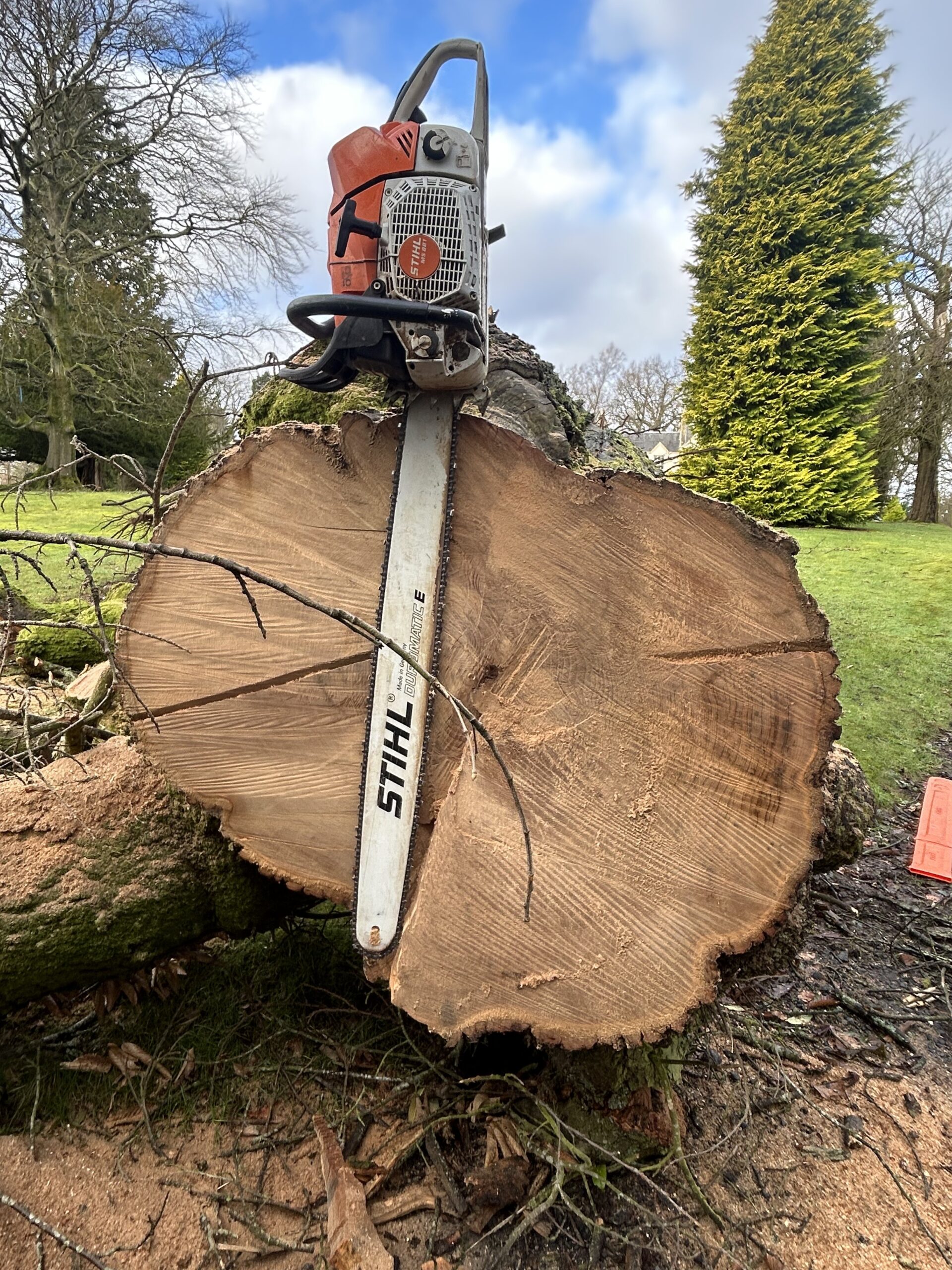 stihl chainsaw resting on large cut tree trunk cross section