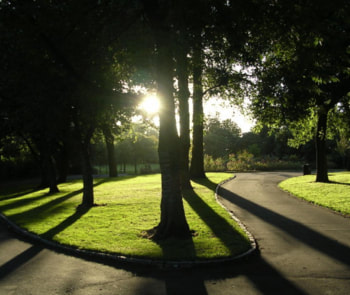 A tree-lined park path with sunlight streaming through the branches and long shadows across the grass.