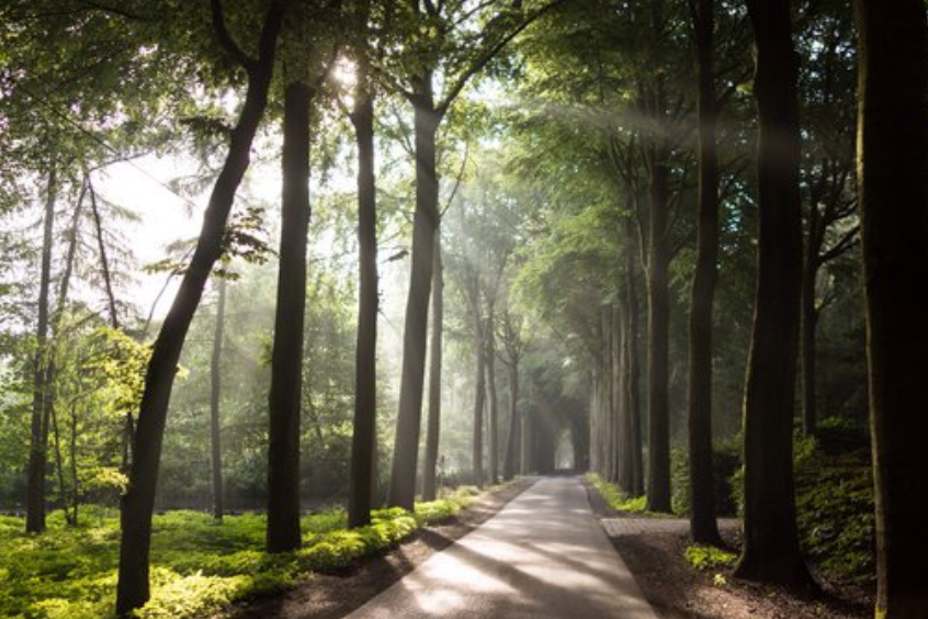 A tree-lined avenue with tall trees arching over a paved path, sunlight streaming through the canopy.