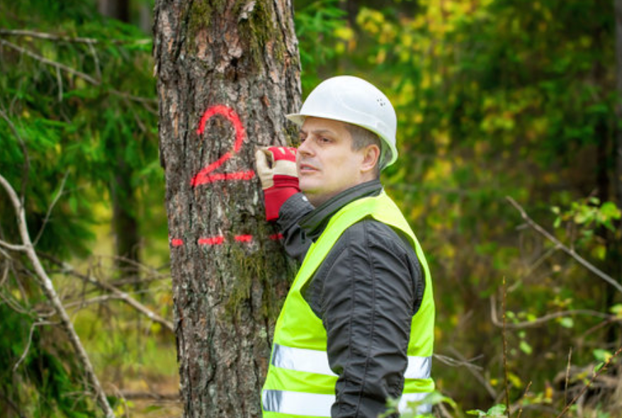 A man in a hard hat and hi-vis vest inspecting a pine tree trunk marked with a red number two.