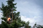 tree climber pruning treetop