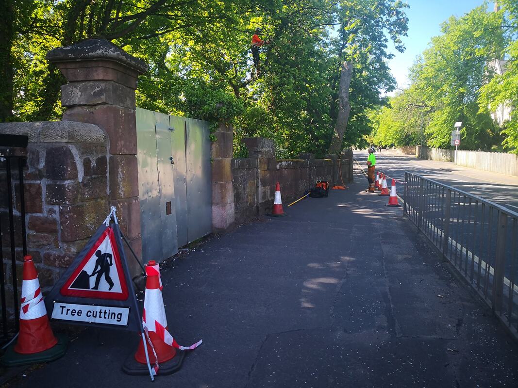A tree surgeon working high in the branches above a tree-lined street, with traffic cones and a tree cutting warning sign on the pavement below.