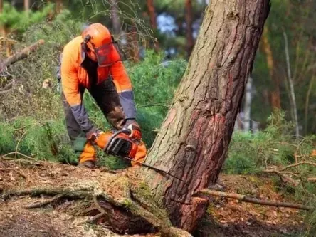 worker felling pine tree trunk