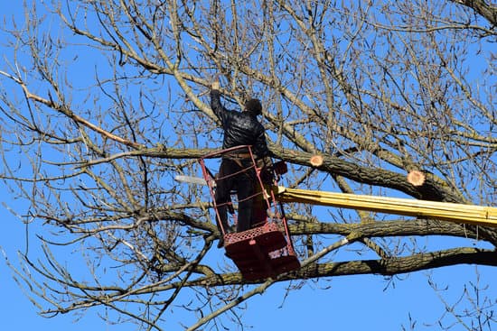 A tree surgeon standing in a cherry picker platform pruning high branches of a bare tree.