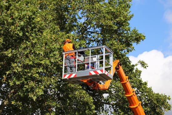 workers in cherry picker trimming leafy tree